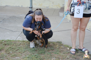 II. Kutyaszépségverseny