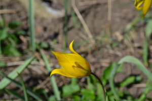 Virágzik a sárga erdei tulipán 2015.április 